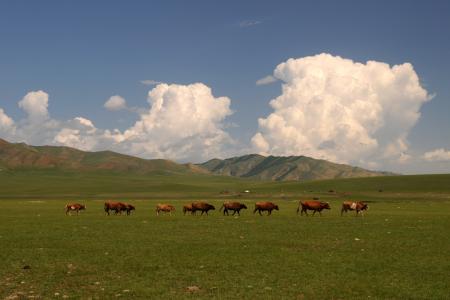 蒙古, 草原, 宽, 云彩, 母牛