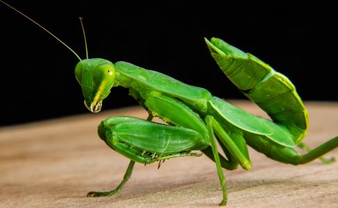 蝗虫, 绿色, 关闭, 螳螂, 昆虫, 动物, 自然