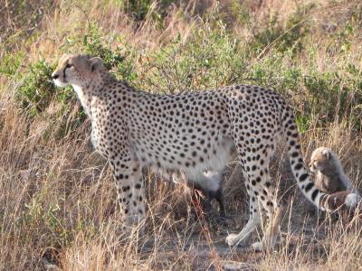 猎豹, 动物, 肯尼亚