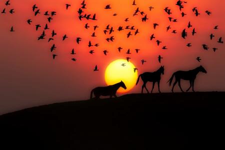 日落, 黄昏, 剪影, 马, 鸟类, 景观, 美丽