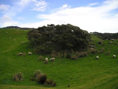 新西兰, 羊, 草甸, 绿色, 自然