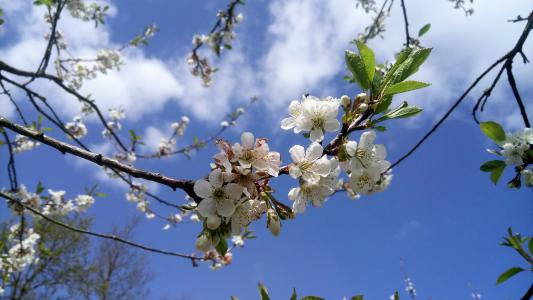 樱桃, 树, 花, 自然, 春天, 分公司, 开花
