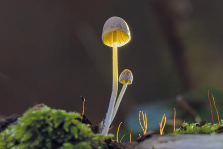 蘑菇, 秋天, 自然, 照明, 森林