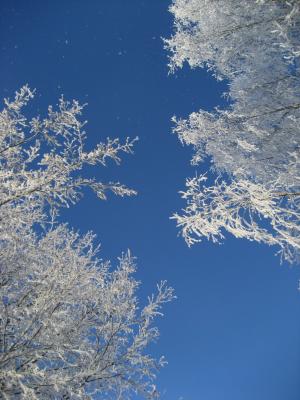 弗罗斯特, 分支机构, 冬天, 天空, 雪, 自然, 圣诞节