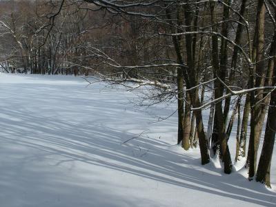 冬天, 树木, 光影, 雪