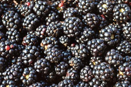 黑莓, 水果, 森林里的水果, 食品, 自然, 小水果, 紫罗兰色