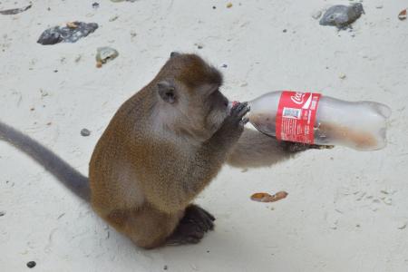 动物, 猴饮, 瓶