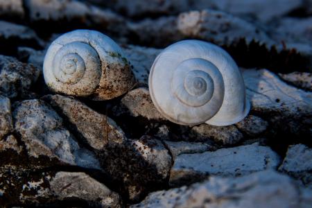 蜗牛, 蜗牛壳, 岩石, 大理石, 风化, 石头