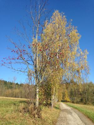 秋天, 桦木, 路径, 景观, 蓝蓝的天空