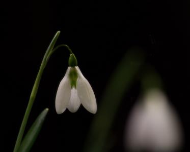 雪莲, 宏观, 白色的花, 春天