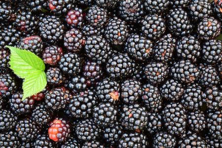 黑莓, 背景, 黑色, 黑暗, 浆果, 美味, 维生素