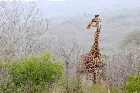 南非, 赫卢赫, 长颈鹿, 景观, 野生动物, 非洲, 野生动物