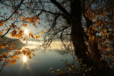 景观, 秋天, 自然, 树, 水, 心情, 早上