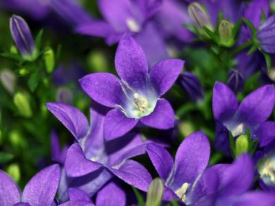 风铃, 风铃草, 花, 开花, 绽放, 蓝色, 紫色