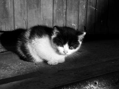 猫, 小猫, 基蒂, 宠物, 可爱, 黑猫, 黑色和白色的猫