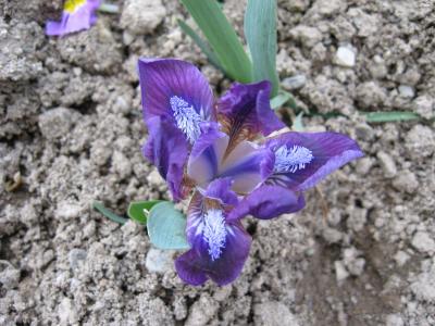 花, 紫罗兰色, perunika, 颜色, 绽放, 花香, 春天