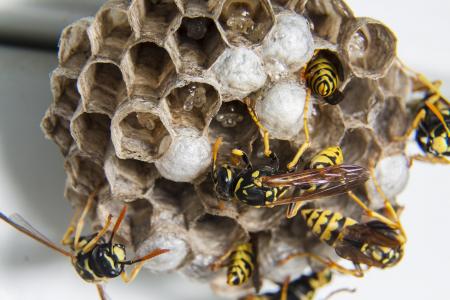 群, 黄蜂, 纸尿裤, 黄蜂的巢, 昆虫, 蜜蜂, 蜂巢