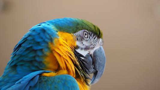 金刚鹦鹉, 蓝色, 黄色, 鸟, 喙, 动物, 鹦鹉