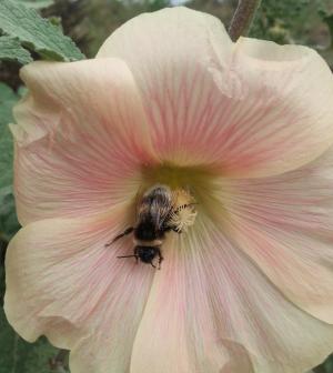 自然, 花, 胡梅尔, 粉红色的花, 昆虫, 蜜蜂, 花粉