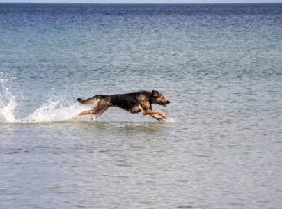 狗, 波罗地海, 海, 运行, 竞赛, 由水, 动物