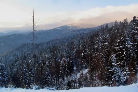 山脉, prehyba, 景观, 波兰, 森林, 冬天, 寒冷的温度
