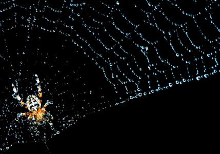 蜘蛛网, 蜘蛛, 昆虫, 自然