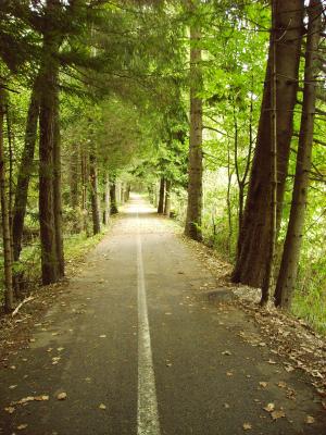 自行车道, 森林, 绿色, 自然, 路径, 道路, 户外
