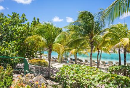 加勒比海, 库拉索岛, 海滩, 热带, 棕榈树, 夏季, 海