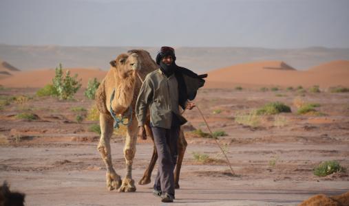贝都因人, 单峰骆驼, 沙子, 沙漠, 骆驼, 非洲, 撒哈拉大沙漠