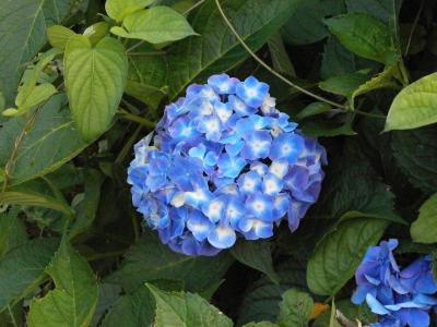 绣球花, 夏天的花, 蓝色的花朵