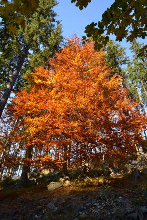 自然, 秋天, 树木, 森林颜色