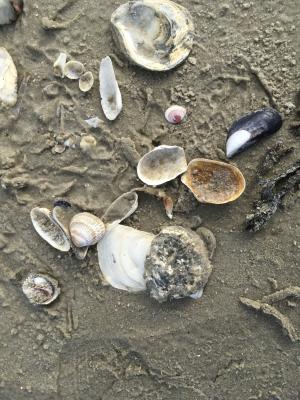 北海, 海滩, 沙子, 贻贝, 漂浮物, 海岸, 在海边