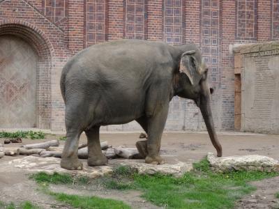 大象, 动物园, 动物的画像, 厚皮类动物