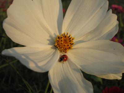 菊花, 白色, 植物, 花, 花, 昆廷冲, 瓢虫科
