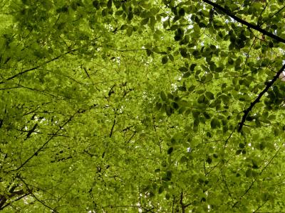 冠层, 落叶树, 叶子, 自然, 绿色