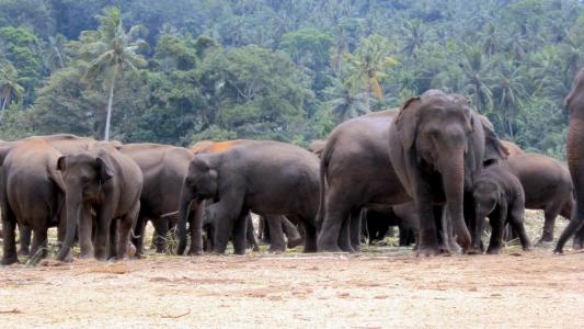 大象孤儿院, 大象, 大象牧群, 大象吃, 亚洲大象, 动物, 野生动物