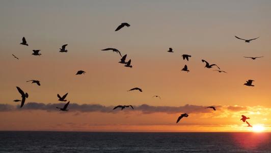 鸟类, 日落, 海, 天空, 地平线, 海滩, 自然