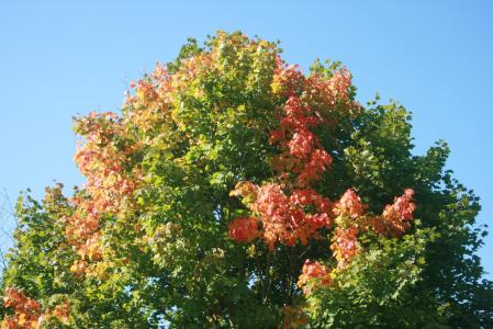 秋天, 树, 枫树, 彩色, 颜色, 景观, 云彩