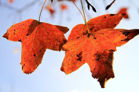 枫叶, 橙色, 谢, 秋天, 仅垂直, 透光率, 枯萎