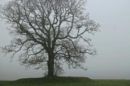树, 雾, 阴影, 剪影, 光