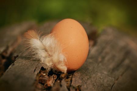 鸟, 模糊, 棕色的鸡蛋, 特写, 鸡蛋, 羽毛, 焦点