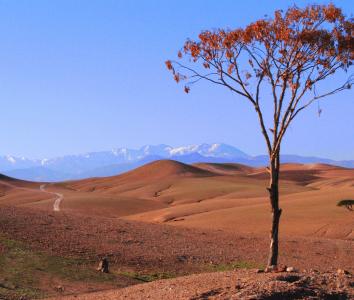 沙漠, 摩洛哥, 树, 自然, 山, 景观, 风景