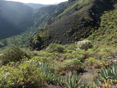自然, 大加那利岛, 火山, 景观, 植物区系