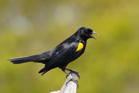 黑色, 黄色, 短, 喙, 爪, 脚, 黄色肩膀黑鸟