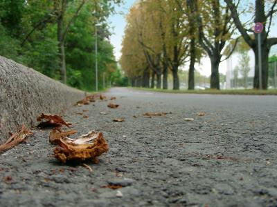 道路, 焦油, 沥青, 走了, 秋天, 秋天的落叶, 叶子