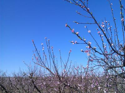 桃树, 树, 花, 春天, 自然, 分公司, 花