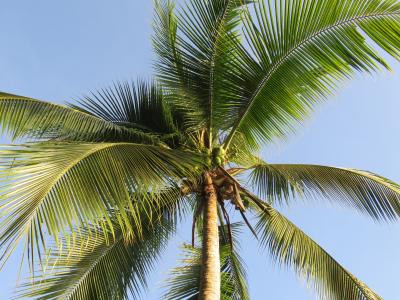 棕榈, 蓝蓝的天空, 晴转多云, 假日, 夏季, 加勒比海
