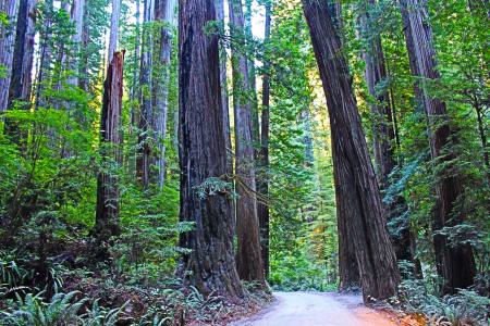 红杉树国家公园, 加利福尼亚州, 美国, 红木, 旅行, 树, 松树