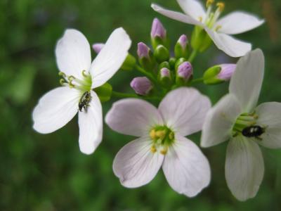 甲虫, 花, 花粉, 自然, 昆虫, 春天的花朵, 花