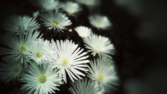 花, 春天, 白色, 白色的花, 自然, 花园